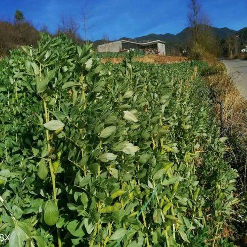 浙江蚕豆最佳种植时间