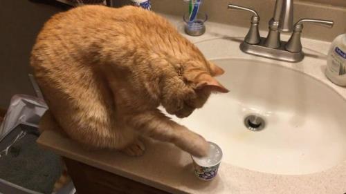 猫咪为啥喝完水要埋起来