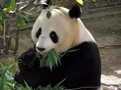 熊猫什么时候卖出最划算