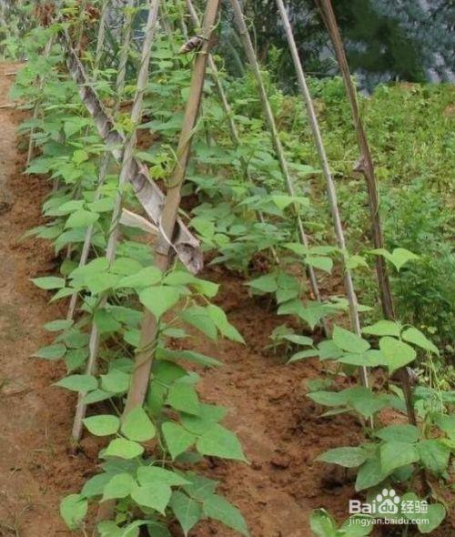 团豆最佳种植时间
