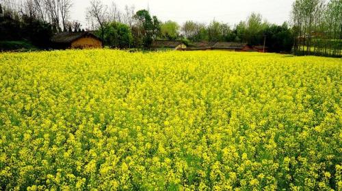 油菜抗旱中午能抗吗