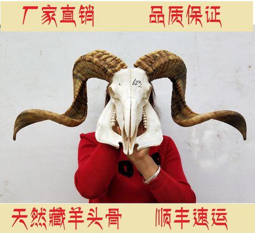 羊头能和牛头一起炖吗