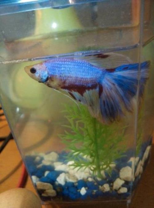 斗鱼成长到四公分需要多久