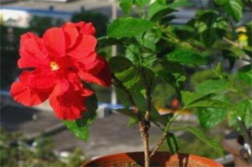 扶桑花长小白虫子怎么办
