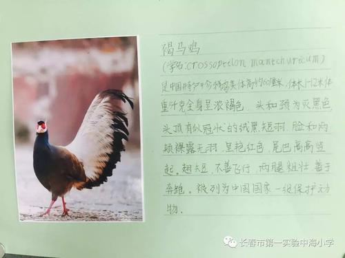 珍稀动物资料卡怎么写