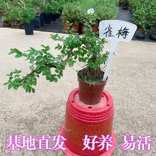 雀梅木质硬吗