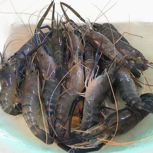 海鲜能用淡水养多久会死