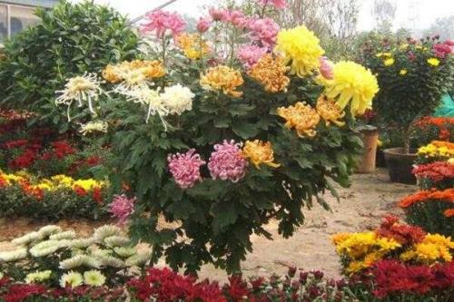 菊花叶子可以喷醋吗