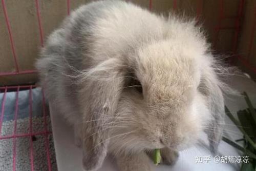 怎样处理兔子的排泄物