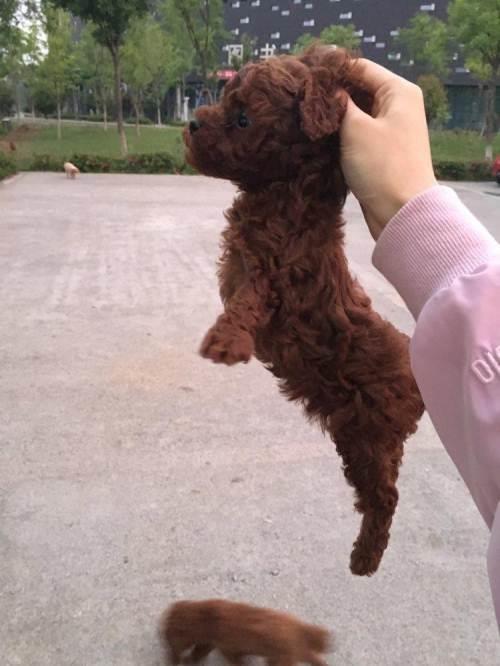 泰迪成年长度是多少