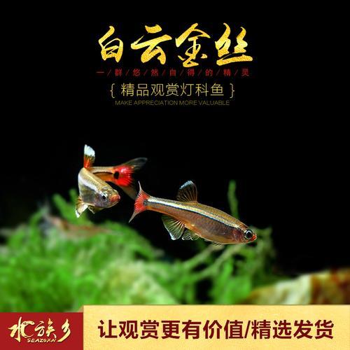 白云金丝怎么出状态