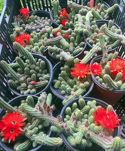 毛毛虫白檀花怎样春化