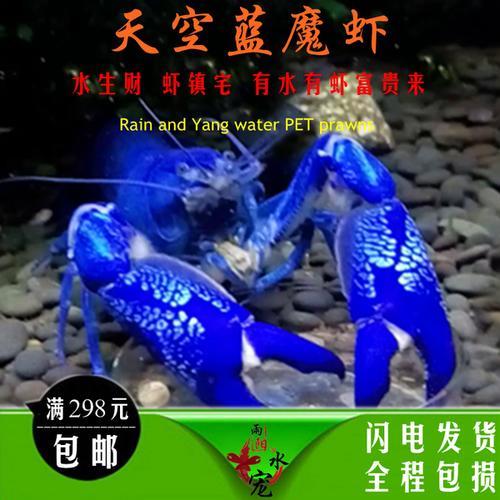买的活虾为啥回来有蓝色的