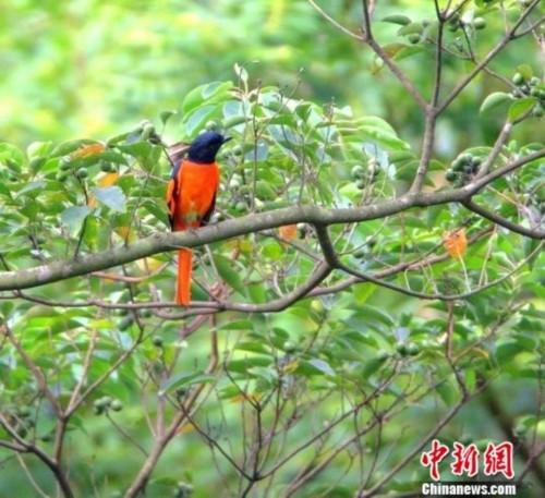 广东鸟什么意思