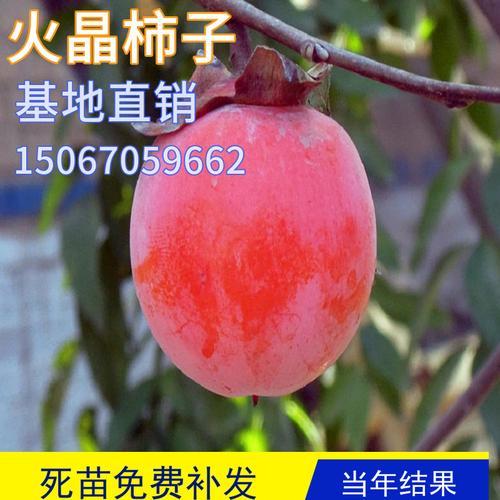 火晶柿子广东可以种吗