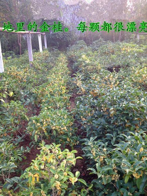 地栽桂花几年不长