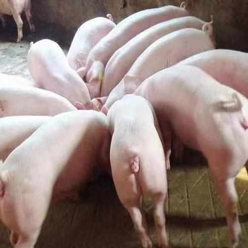 约克原种母猪怎么正确饲养