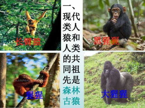 森林古猿与人类的区别