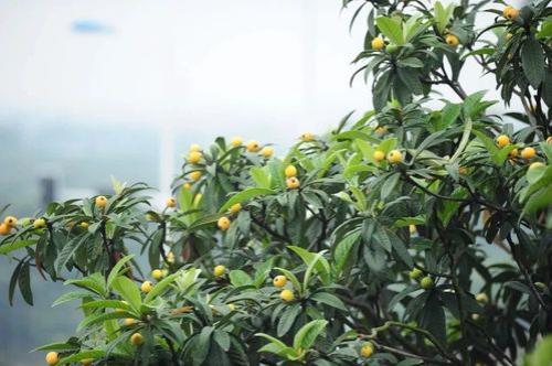 东山白玉枇杷怎么筛果