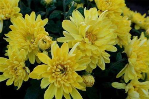 菊花夏天枯叶是怎么回事