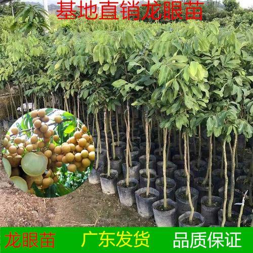 龙眼在河南种植可以结果吗