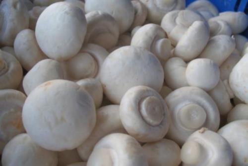 标菇和开菇的区别