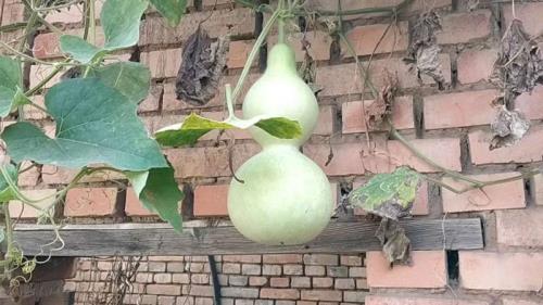 葫芦裂了怎么办