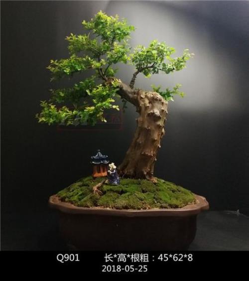 雀梅盆景什么形状最好