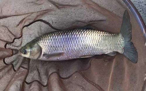 中午钓草鱼钓底还是钓浮秋季