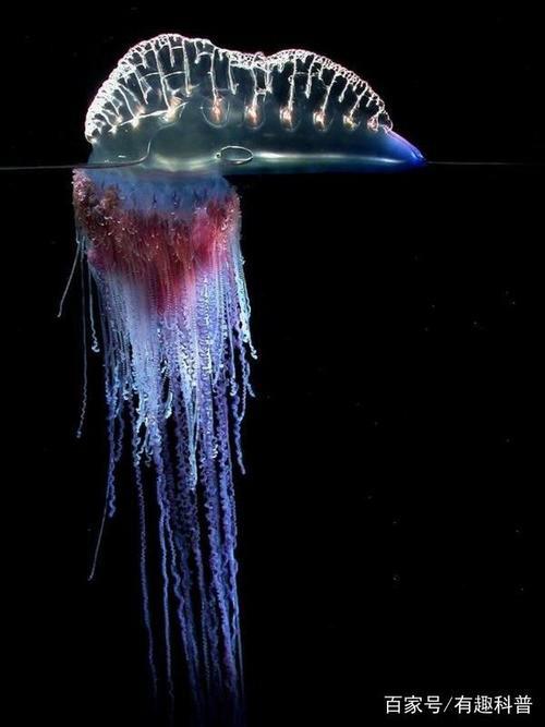 深海水母什么意思