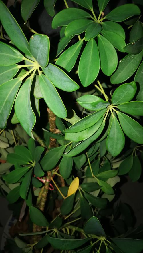 鸭掌木开花好不好