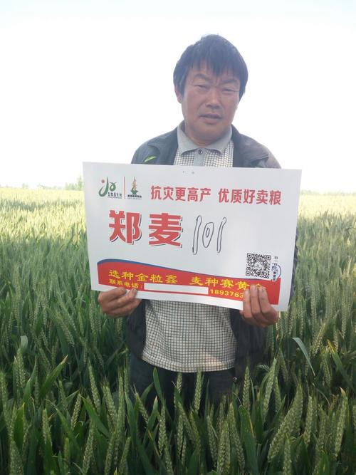 郑麦16麦种播种量是多少斤