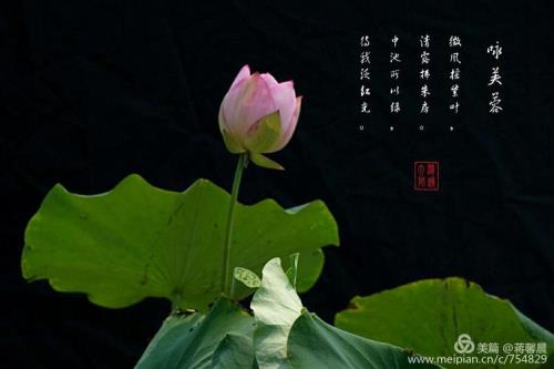五岁吟花的解释和朗读