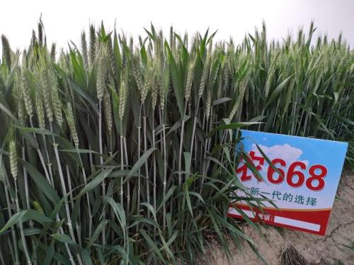 西农836小麦种子生育期多少天