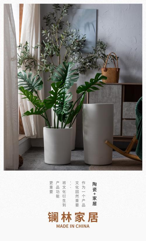 陶瓷没有洞怎么养散尾葵