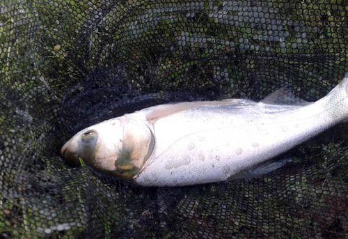 西江钓鲢鳙钓多深水