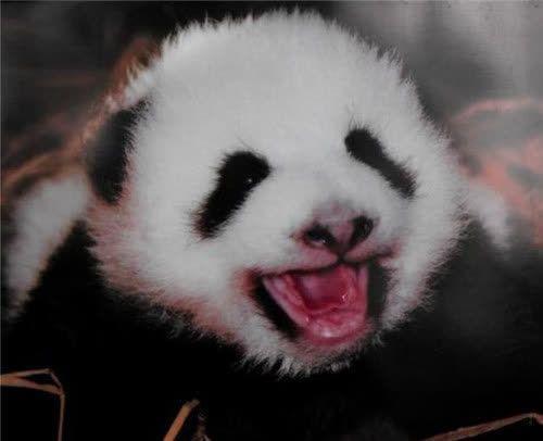 为何熊猫不能卖出去