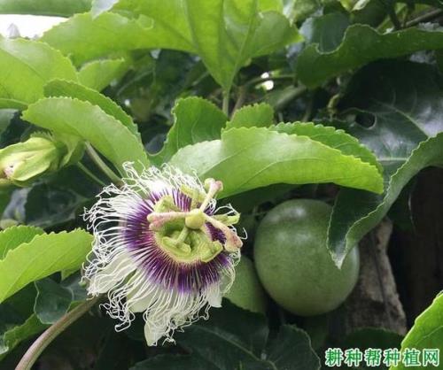 百香果几月开花结果