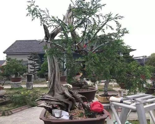 子母树怎么嫁接