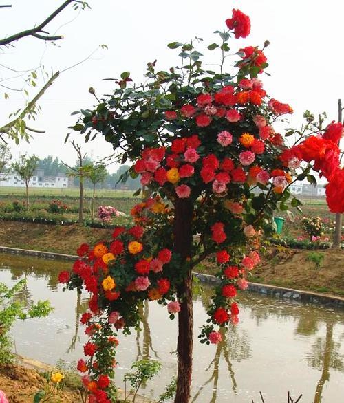 嫁接月季为什么四季开花