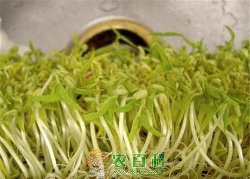 豆芽最少几天成熟