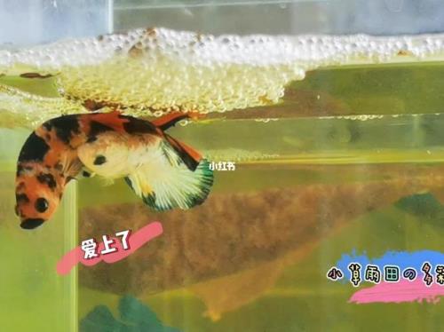 斗鱼公鱼孵卵的时候能喂食吗