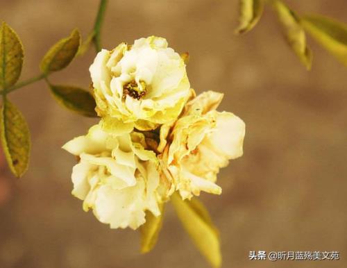 互敬互爱珍惜感情的句子