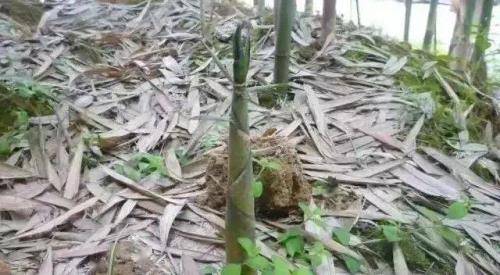 笋子挖出来能保存多久