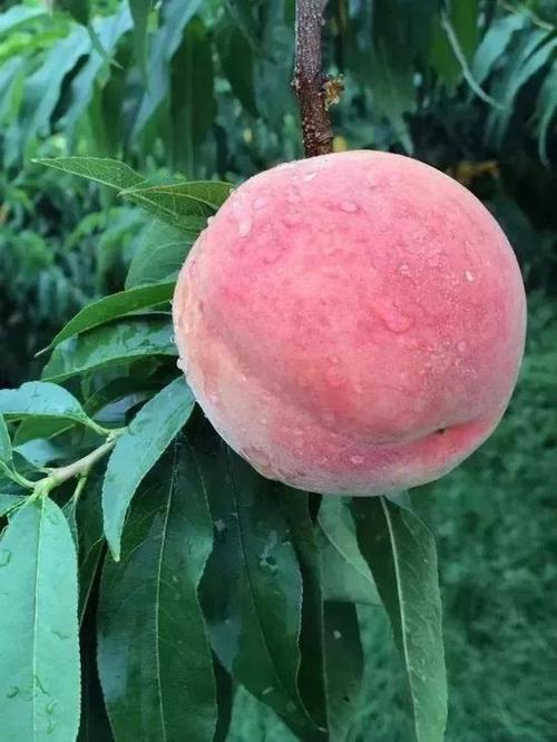 外观水蜜桃头顶的花是什么颜色