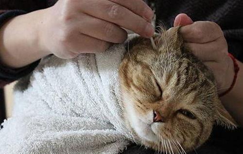 为什么医生建议养猫