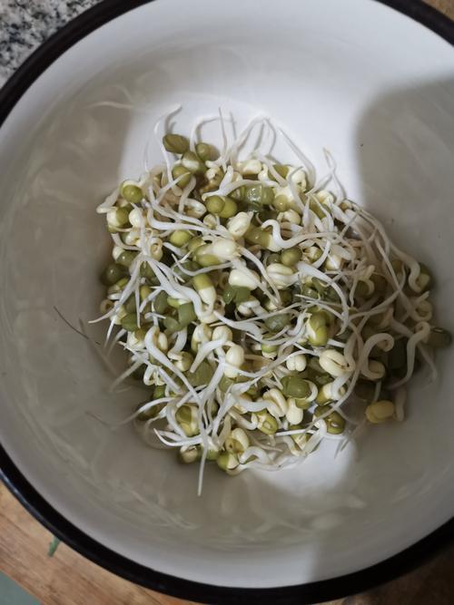 为什么我发豆芽8天才长半长