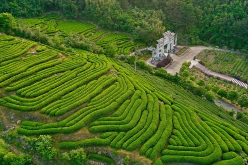 100亩茶园产量