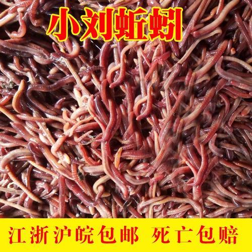 活蚯蚓免高速费吗