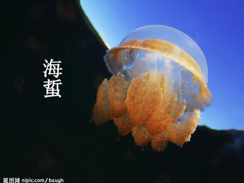 扁型动物有哪些
